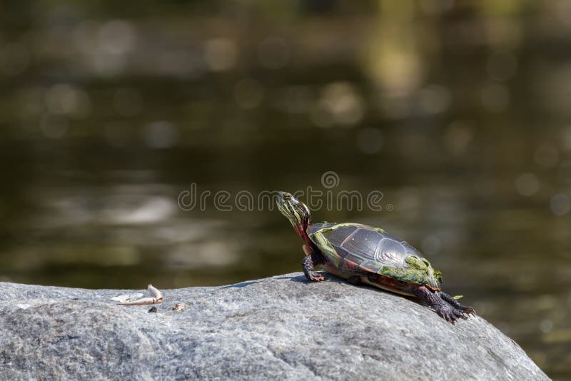 Midland Painted Turtle basking on a large rock covered in vegetation.