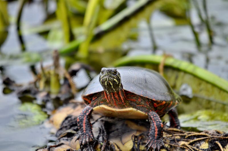 Midland Painted Turtle in the wild