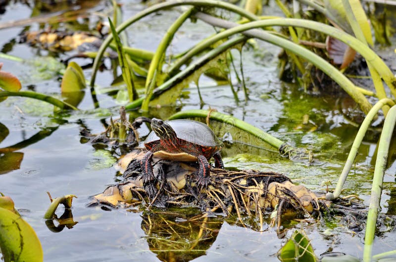 Midland Painted Turtle in the wild