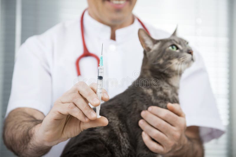 Midsection Of Doctor Holding Injection For Sick Cat royalty free stock photography Midsection Of Doctor Holding Injection For Sick Cat royalty free stock photography