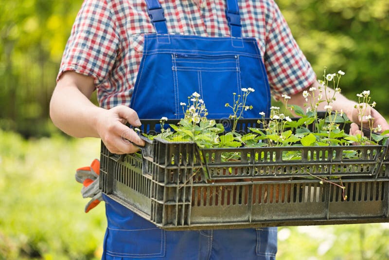Midsection of man holding crate of potted plants at garden
