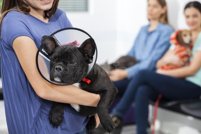 Midsection of girl holding French Bulldog with cone in clinic's waiting area. Midsection of girl holding French Bulldog with cone in clinic's waiting area