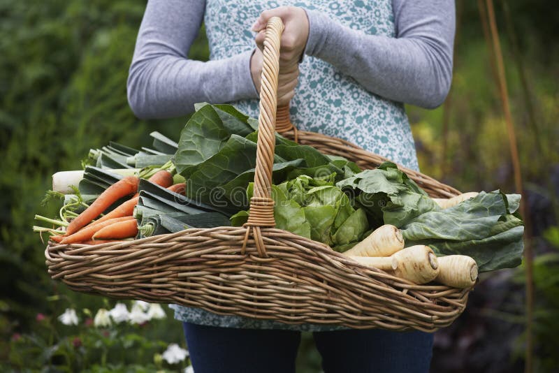 Closeup midsection of a woman holding vegetable basket outdoors. Closeup midsection of a woman holding vegetable basket outdoors