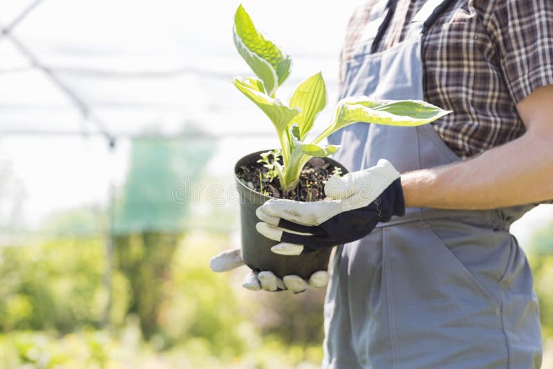 Midsection of gardener holding potted plant at nursery. Midsection of gardener holding potted plant at nursery