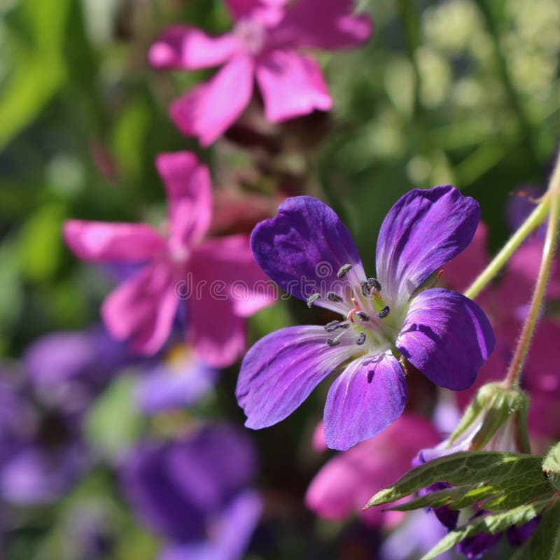 Midsummer bouquet stock image. Image of midsummer, feast 56169239