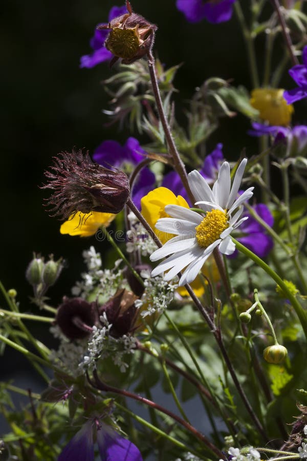 Midsummer bouquet stock image. Image of wild, geranium 70820847