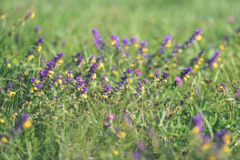 midsummer countryside meadow with flowers - vintage old look royalty free stock photos midsummer countryside meadow with flowers - vintage old look royalty free stock photos