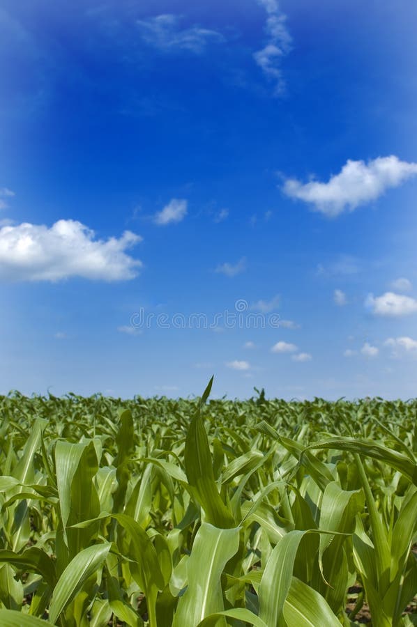 Medio oeste maíz dulce cielo azul.