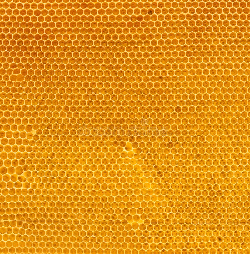 Miel frais dans la texture normale de peigne