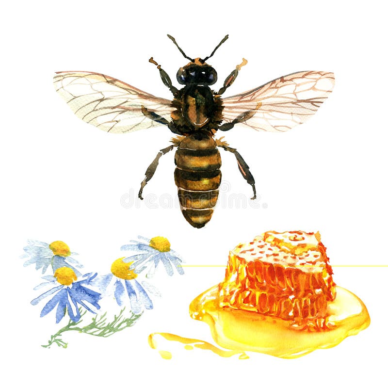 Miele floreale naturale variopinto con i favi, i fiori della margherita, la camomilla selvatica, l'ape ed il miele isolati, diseg fotografie stock libere da diritti Miele floreale naturale variopinto con i favi, i fiori della margherita, la camomilla selvatica, l'ape ed il miele isolati, diseg fotografie stock libere da diritti