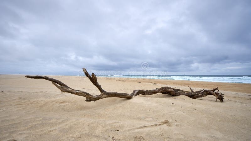 Miembro viejo en las dunas blancas del sao Jacinto fotografía de archivo Miembro viejo en las dunas blancas del sao Jacinto fotografía de archivo