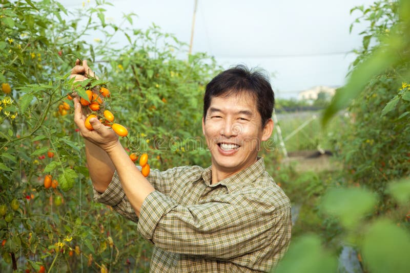 Middle age asian farmer holding tomato on his farm. Middle age asian farmer holding tomato on his farm