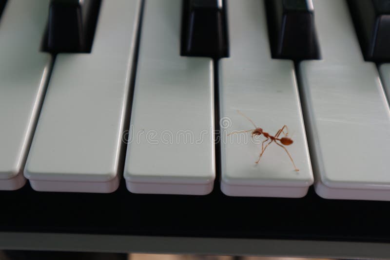 Mieren royalty-vrije stock afbeelding