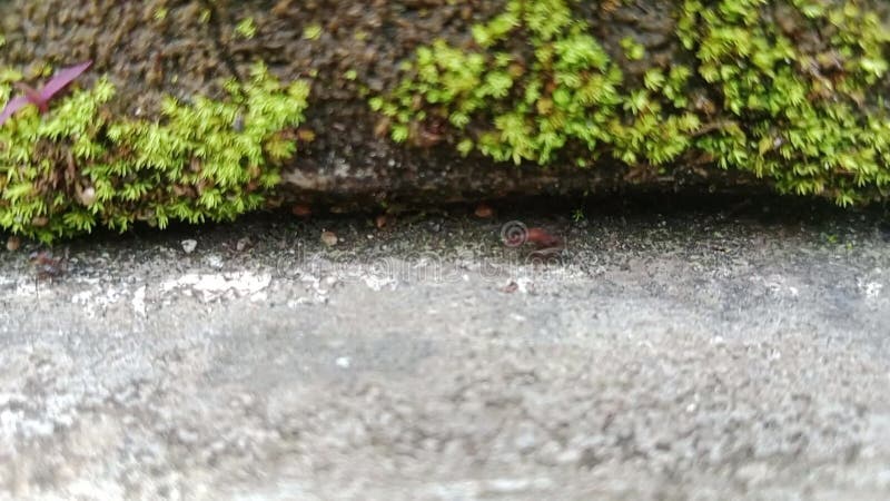 Mieren lopen snel op de muur onder de mossy grond