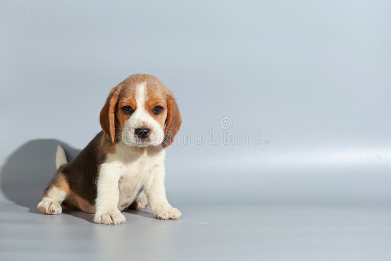 1 miesiąca trakenu beagle czysty szczeniak fotografia royalty free