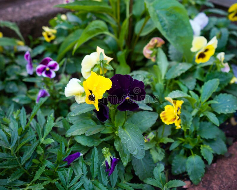 Mieszani pansies w ogrodowym kwiatu łóżku w ogródzie zdjęcia stock Mieszani pansies w ogrodowym kwiatu łóżku w ogródzie zdjęcia stock