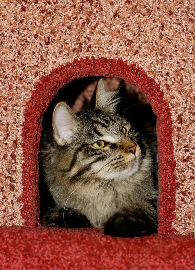 Tabby cat in cat`s condo. Tabby cat in cat`s condo