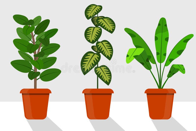 Mieszkanie pokoju stylowe rośliny w garnkach, ilustracja Dieffenbachia, ficus ilustracja wektor