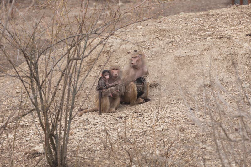 Sights and animals - inhabitants of the lion park Taigan. Belogorsk, Crimea, Russia. 1.03.2024. Sights and animals - inhabitants of the lion park Taigan. Belogorsk, Crimea, Russia. 1.03.2024