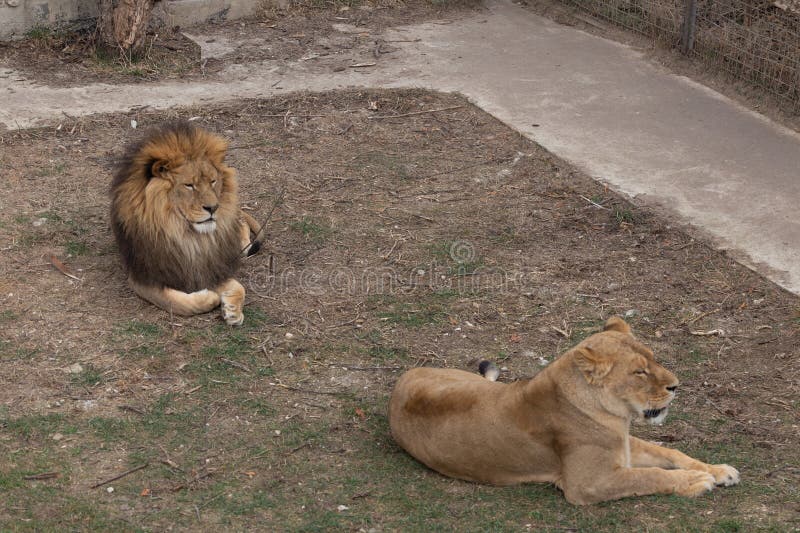 Sights and animals - inhabitants of the lion park "Taigan". Belogorsk, Crimea, Russia. 1.03.2024. Sights and animals - inhabitants of the lion park "Taigan". Belogorsk, Crimea, Russia. 1.03.2024