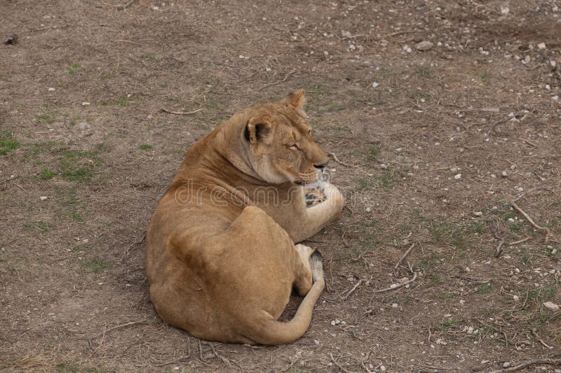 Sights and animals - inhabitants of the lion park "Taigan". Belogorsk, Crimea, Russia. 1.03.2024. Sights and animals - inhabitants of the lion park "Taigan". Belogorsk, Crimea, Russia. 1.03.2024