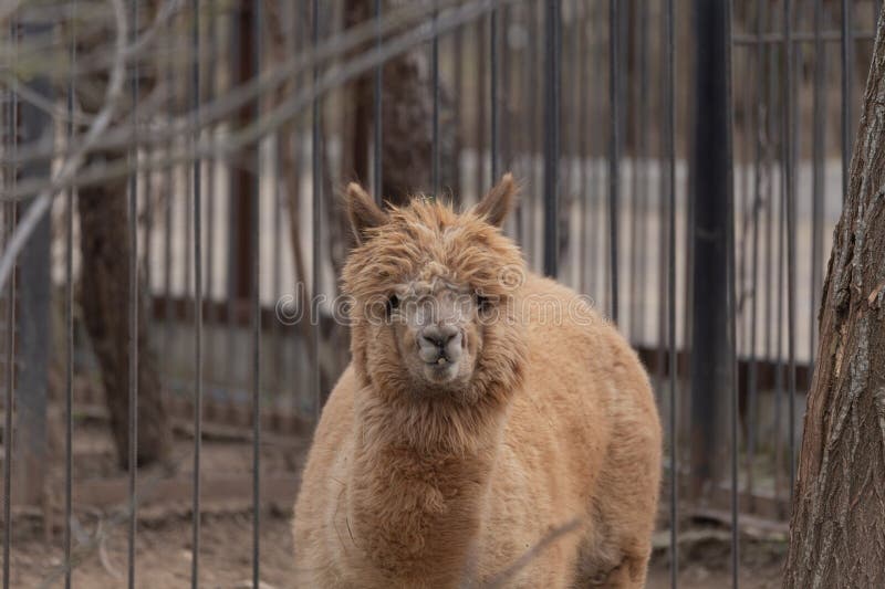 Sights and animals - inhabitants of the lion park "Taigan". Belogorsk, Crimea, Russia. 1.03.2024. Sights and animals - inhabitants of the lion park "Taigan". Belogorsk, Crimea, Russia. 1.03.2024