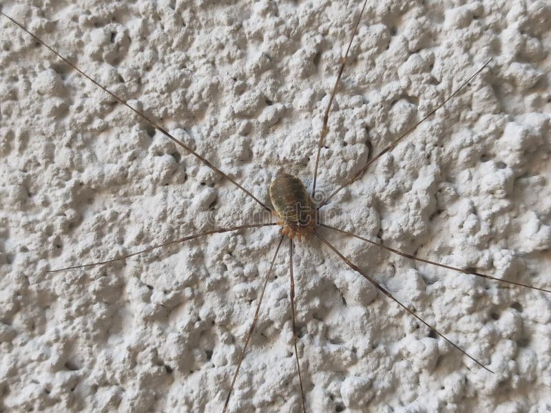 European harvestman (Phalangium opilio) on house wall in detailed view. The Opiliones (formerly Phalangida) are an order of arachnids colloquially known as harvestmen, harvesters, or daddy longlegs. As of April 2017, over 6650 species of harvestmen have been discovered worldwide, although the total number of extant species may exceed 10,000. The order Opiliones includes five suborders: Cyphophthalmi, Eupnoi, Dyspnoi, Laniatores, and Tetrophthalmi, which were named in 2014. Harvestmen vary greatly in size, with body lengths ranging from less than 1 mm to about 2.2 cm (0.87 in), although they generally don't exceed 7 mm (0.28 in). Their legs are extremely long in relation to their body the maximum leg span is about 16 cm (6.3 in). Harvestman are usually brown or gray in color but some species have vivid patterns that include yellow, green, black, and red markings. Weiz, Styria, Austria, Central Europe, October 2021. European harvestman (Phalangium opilio) on house wall in detailed view. The Opiliones (formerly Phalangida) are an order of arachnids colloquially known as harvestmen, harvesters, or daddy longlegs. As of April 2017, over 6650 species of harvestmen have been discovered worldwide, although the total number of extant species may exceed 10,000. The order Opiliones includes five suborders: Cyphophthalmi, Eupnoi, Dyspnoi, Laniatores, and Tetrophthalmi, which were named in 2014. Harvestmen vary greatly in size, with body lengths ranging from less than 1 mm to about 2.2 cm (0.87 in), although they generally don't exceed 7 mm (0.28 in). Their legs are extremely long in relation to their body the maximum leg span is about 16 cm (6.3 in). Harvestman are usually brown or gray in color but some species have vivid patterns that include yellow, green, black, and red markings. Weiz, Styria, Austria, Central Europe, October 2021