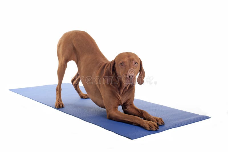 Mig ` M som en yoga förföljer arkivbild Mig ` M som en yoga förföljer arkivbild