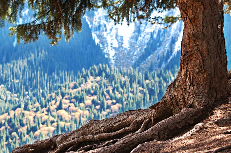 Potente la radice un valigia da gigante vecchio un albero sul montagna pendenza sul mattina herpes, il primo la neve stagione.