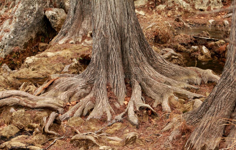 Mighty roots of a majestic old tree royalty free stock images Mighty roots of a majestic old tree royalty free stock images