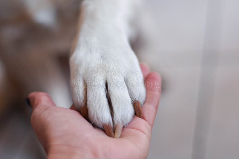 Migliore amico Essere umano ed il collegamento animale Il concetto di fiducia e di amicizia fotografia stock
