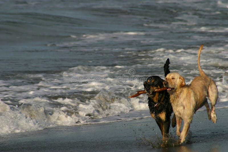 Migliori amici su una spiaggia fotografie stock libere da diritti Migliori amici su una spiaggia fotografie stock libere da diritti