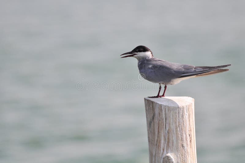 Mignattino piombato (hybrida di Chlidonias)) stando sulla posta fotografia stock libera da diritti.