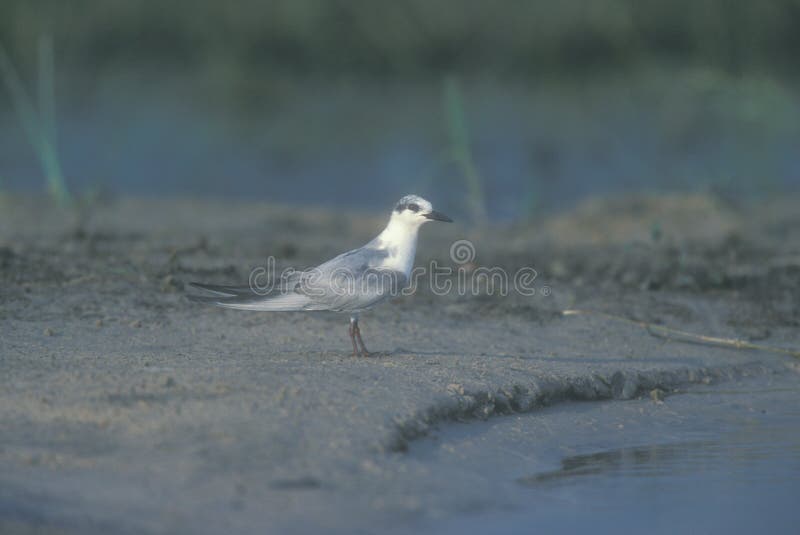 Mignattino piombato, hybridus di Chlidonias fotografia stock libera da diritti