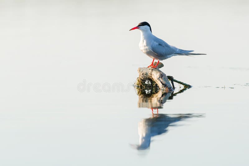 Mignattino piombato (hybridus di Chlidonias) in habitat naturale fotografia stock