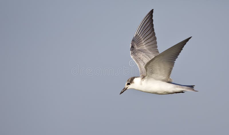 Mignattino piombato (hybridus di Chlidonias) in volo fotografie stock libere da diritti