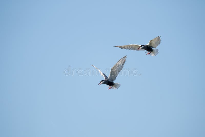 Mignattino piombato nel cielo fotografia stock