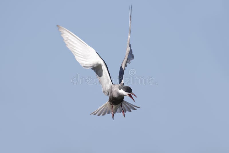 Mignattino piombato in volo con le ali aperte fotografia stock libera da diritti