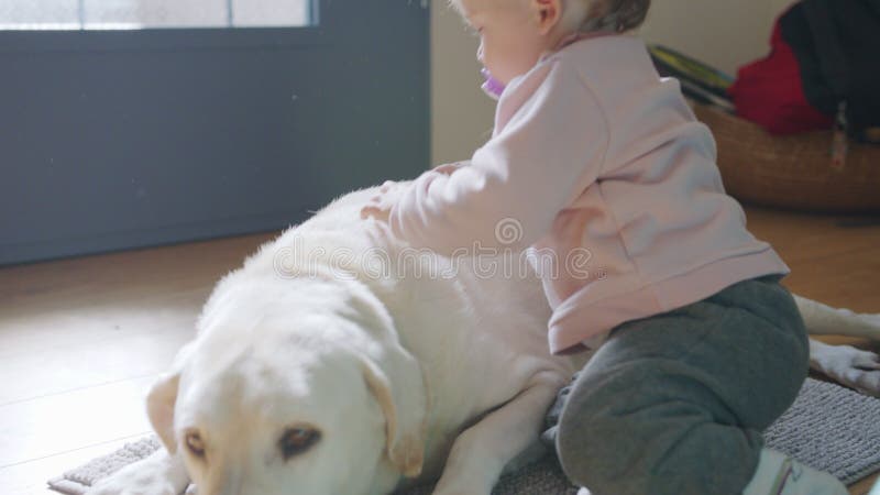 Mignon bébé choyant un grand chien blanc banque de vidéos
