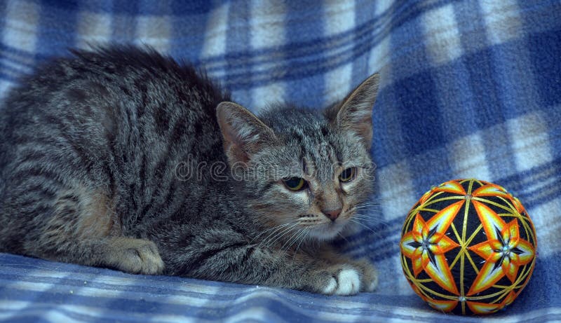 Mignon chaton effrayé sur un bleu. Chaton à table effrayé mignon sur fond bleu