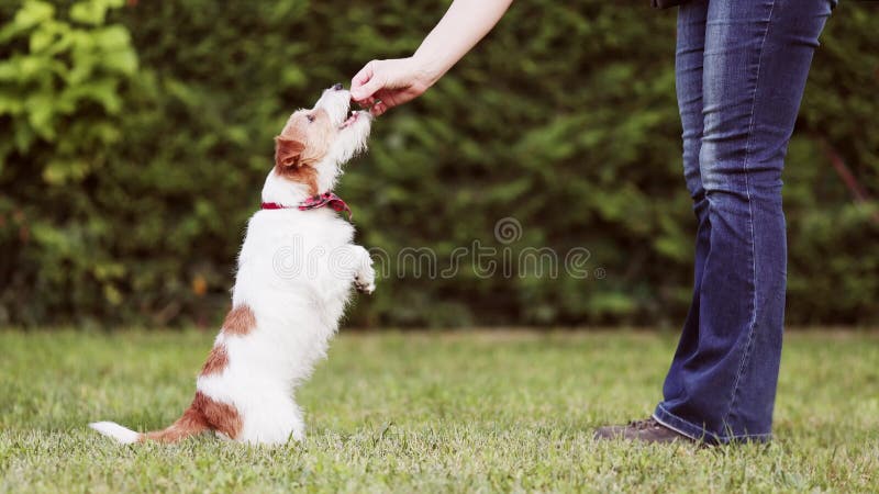 Mignon chien drôle regarder son propriétaire et mendier pour collations seringues entraînement de chiot