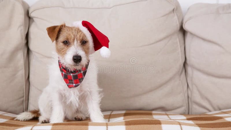 Mignon et drôle fainéant Noël santa chien chiot assis sur le canapé