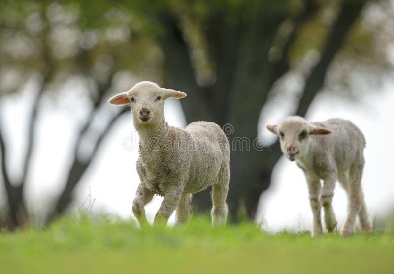 Mignon et peu d'agneaux sur le pré photo stock Mignon et peu d'agneaux sur le pré photo stock