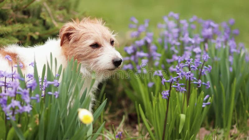 Mignon jack russell terrier chien regardant à travers les fleurs au printemps