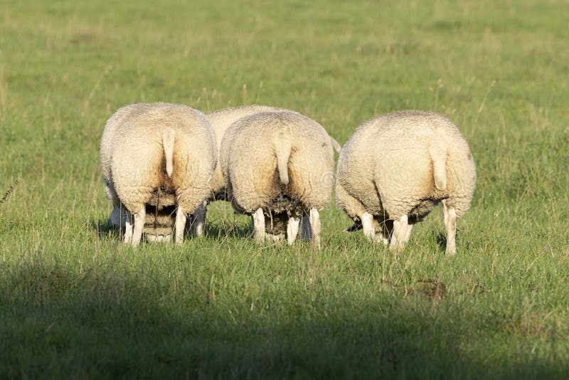 A group of Cute sheep grazing in the shade seen from behind in fresh spring green meadow in the sun. A group of Cute sheep grazing in the shade seen from behind in fresh spring green meadow in the sun