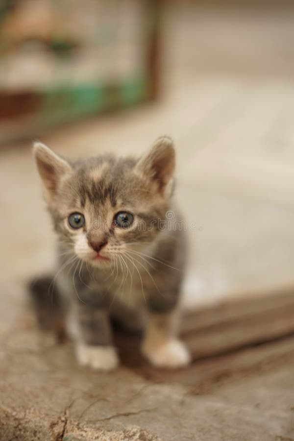 Mignon Petit Chaton Avec La Grimace Portrait De Gros Plan Photo Stock Image Du Chaton Patte Mignon Petit Chaton Avec La Grimace Portrait De Gros Plan Photo Stock Image Du Chaton Patte