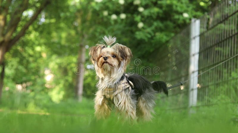 Mignon petit chien yorkshire terrier regarde autour tout en se tenant sur la prairie verte clips vidéos