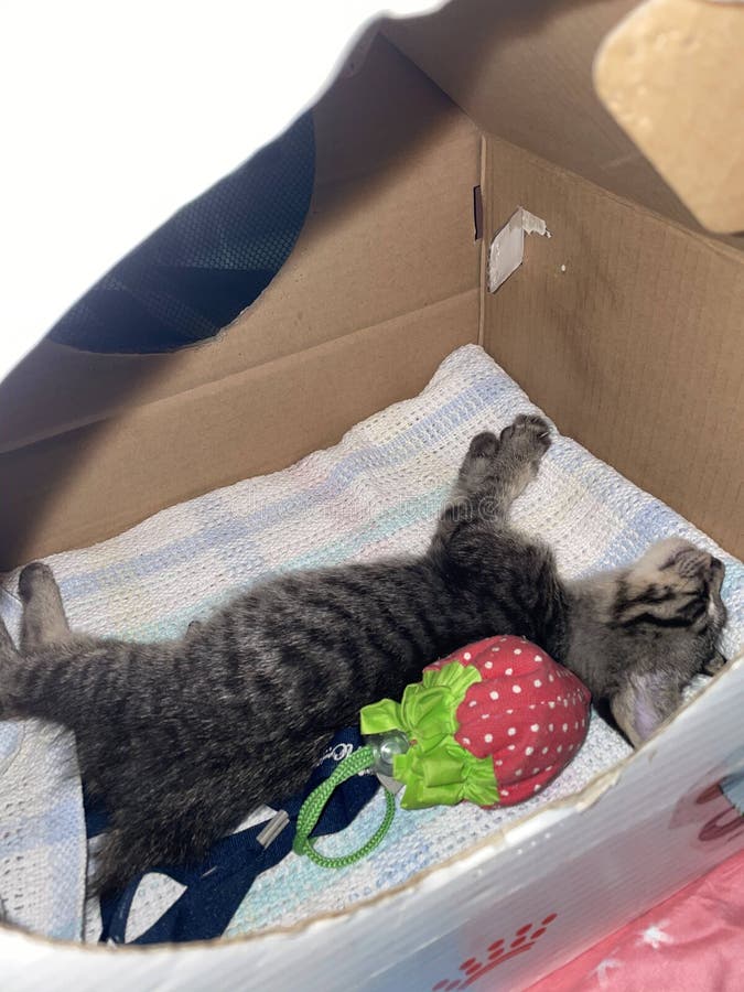 Cute 2 months old gray tabby kitten small cat stumpy short no tail sleep in cardboard box house with strawberry toy on blanket. Cute 2 months old gray tabby kitten small cat stumpy short no tail sleep in cardboard box house with strawberry toy on blanket