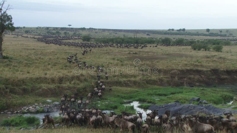 Migración de los ñus del serengeti al masai Mara