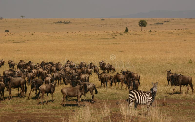 Migración de Mara imágenes de archivo libres de regalías
